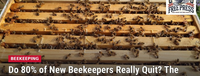 Fostoria News Beekeeping hive frames with bees and honeycomb for pollination.